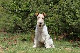 FOX TERRIER 264